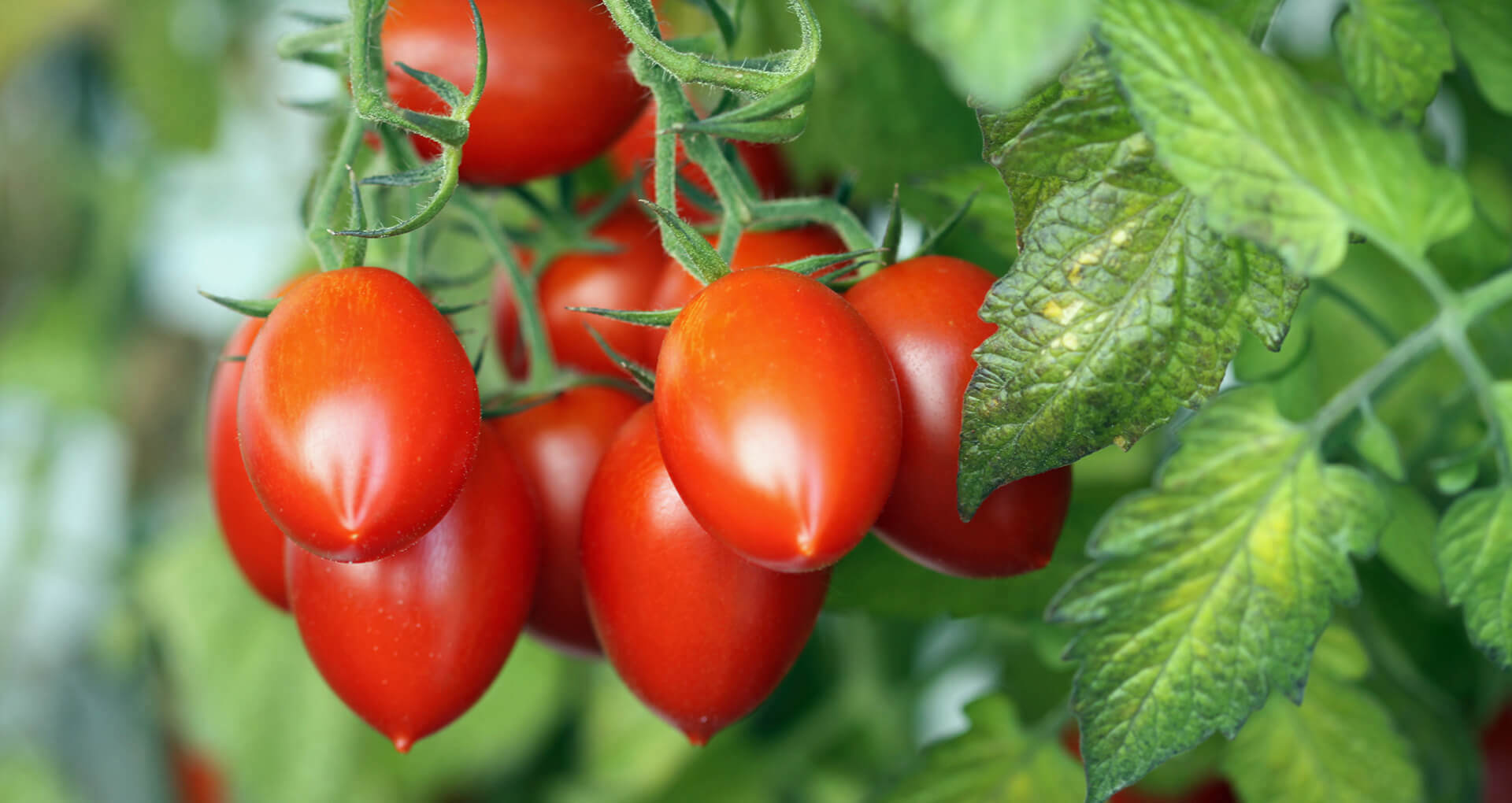 Roma-Tomaten, Eiertomaten Tomaten - »Roma«, Gönninger Flaschentomaten, Samen