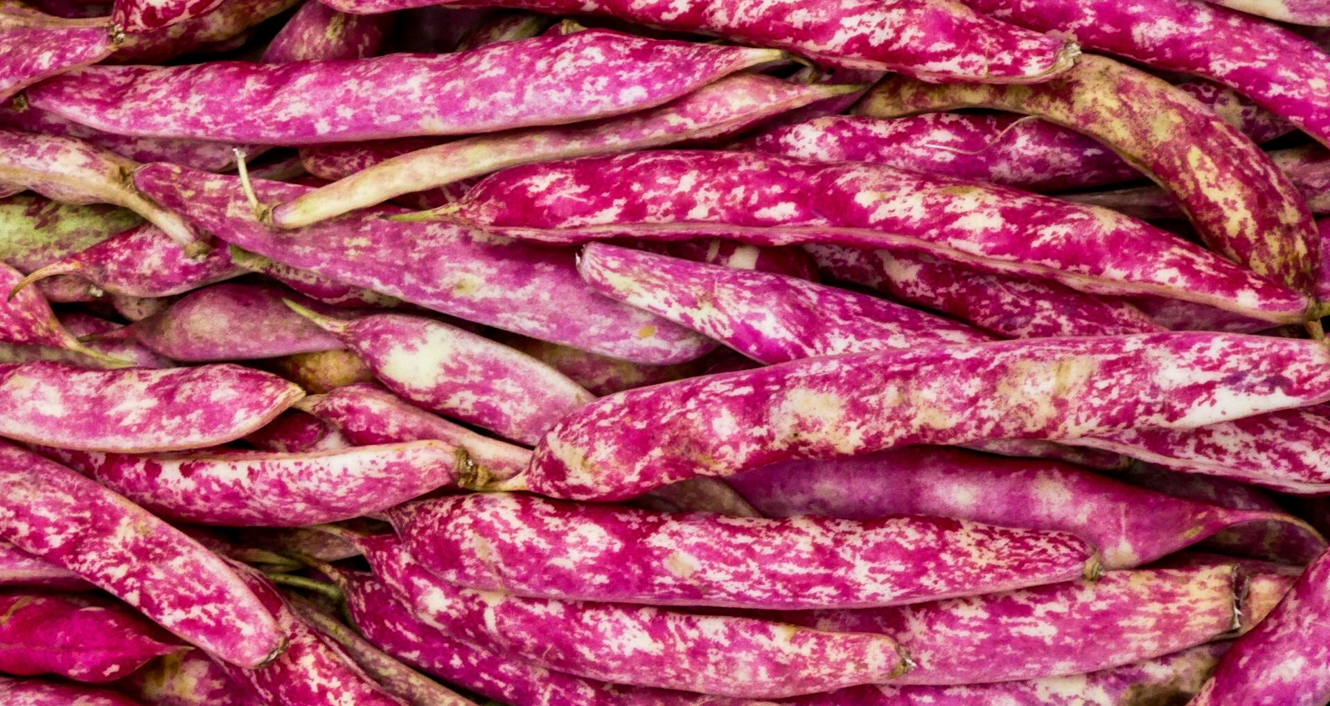 Trockenbohnen »Borlotto rosso«