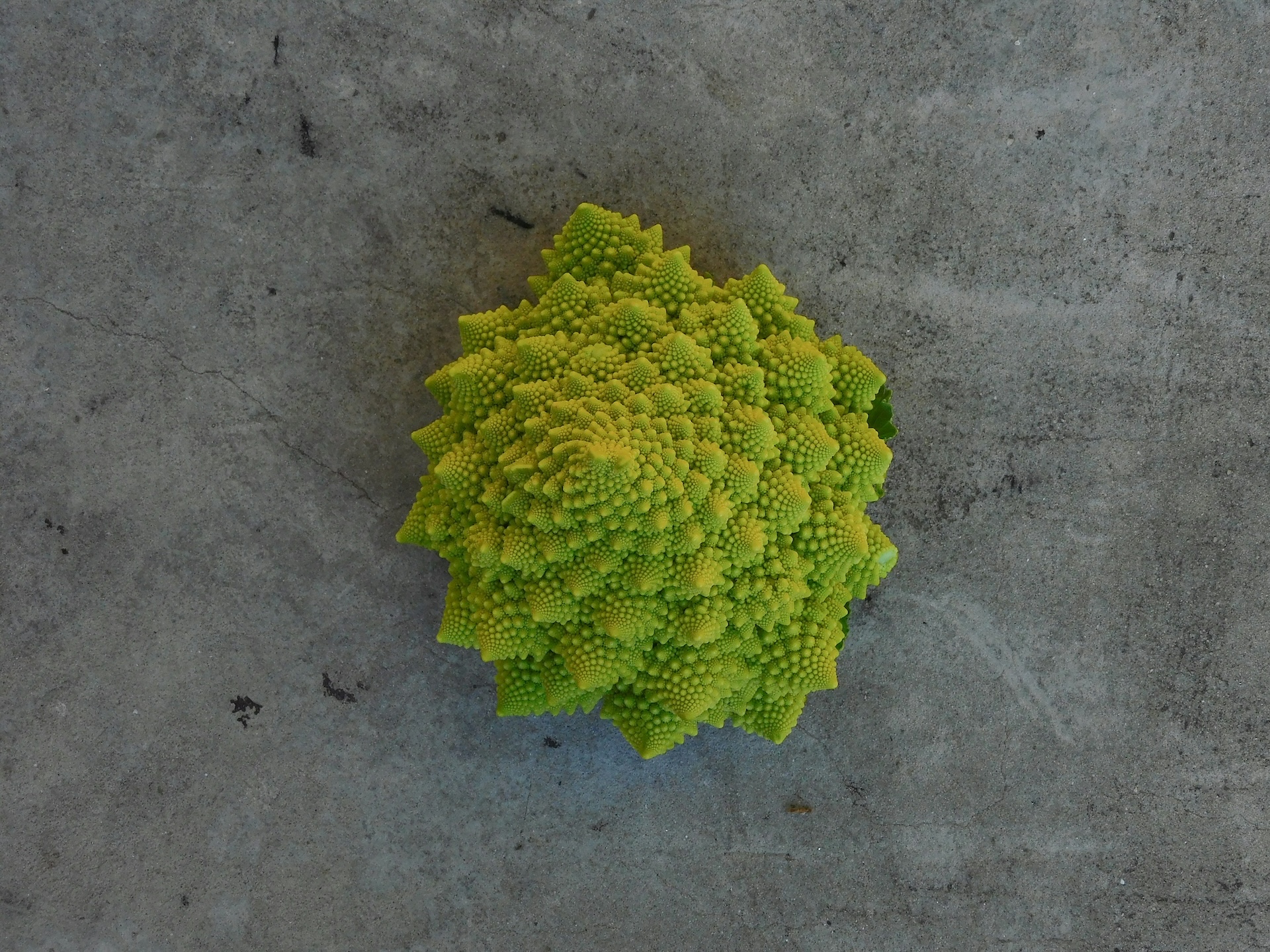 Blumenkohl »Romanesco«