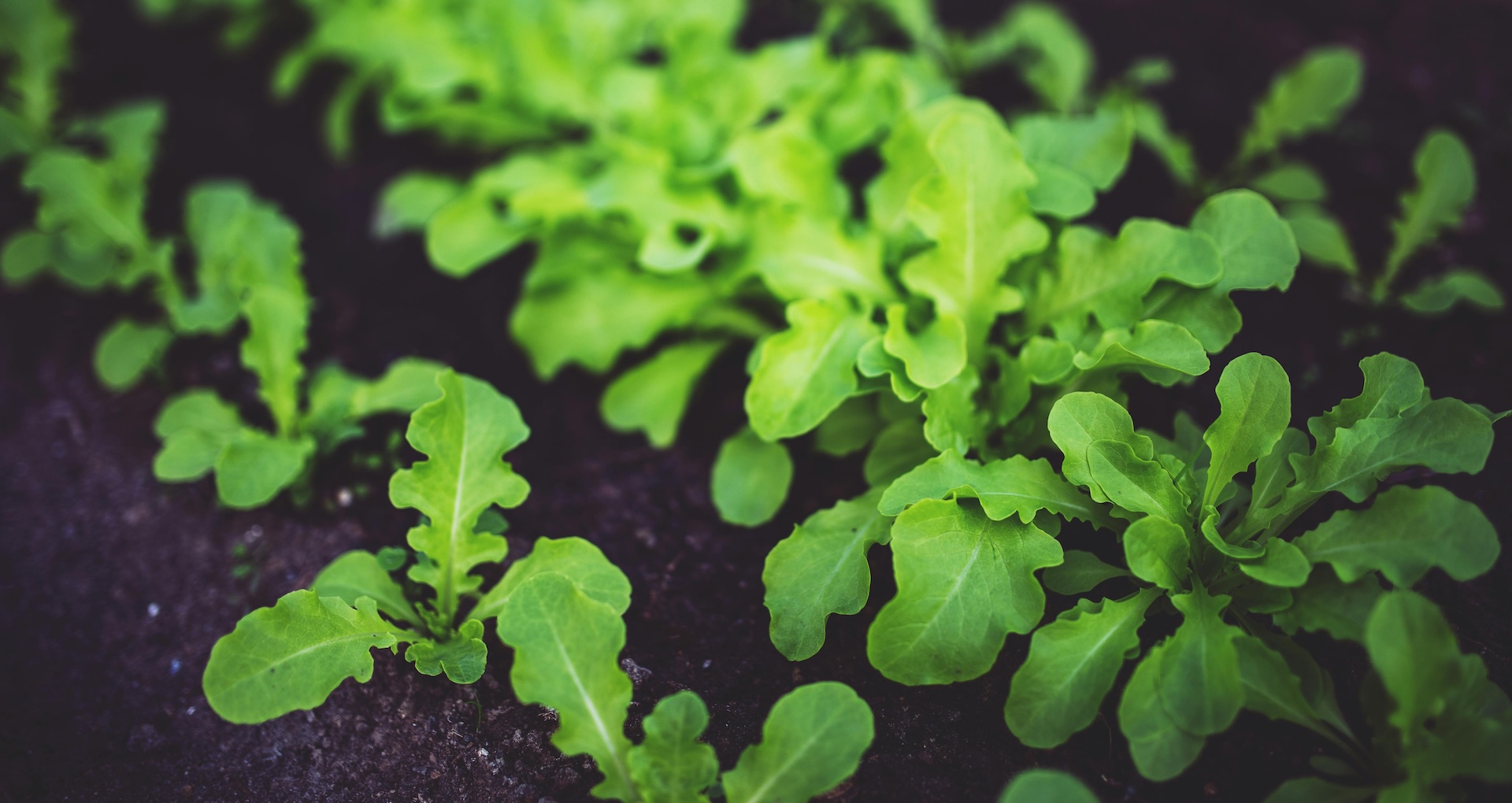 Rucola, Wasabi-Rauke